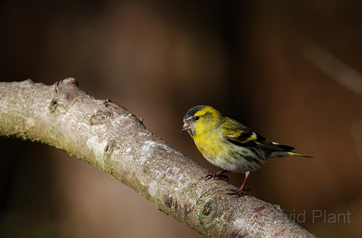 Siskin male - F.jpg - Siskin, male - Forest of Dean
